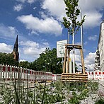 Die Petersburger Straße wird grüner